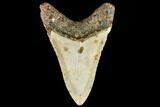 Fossil Megalodon Tooth - North Carolina #109871-2